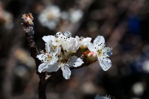 White Spring Blossom